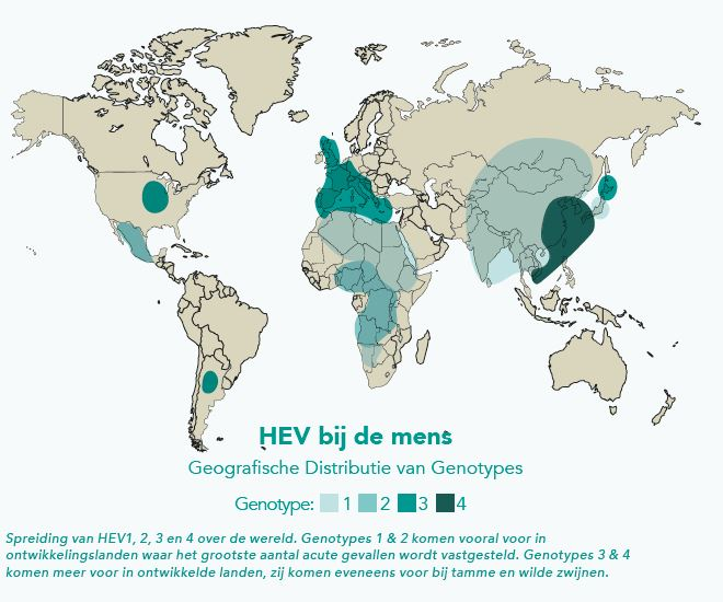 Hepatitis E Virus02