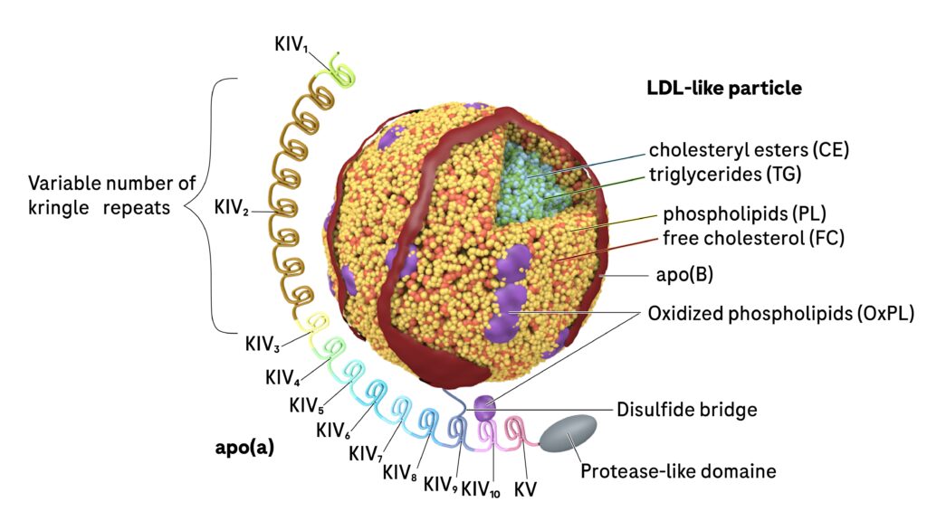 Image Lipoprotein A Edited